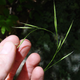 Image for article titled The Secret That Botanists Are Keeping From The Public